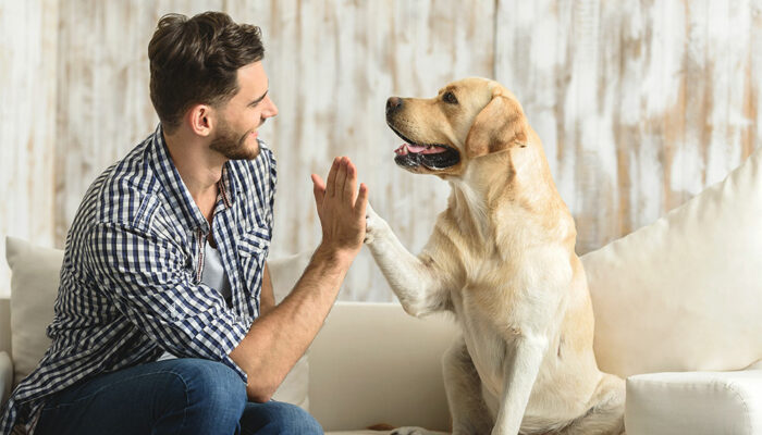 Everything to know about pet sitting and house sitting