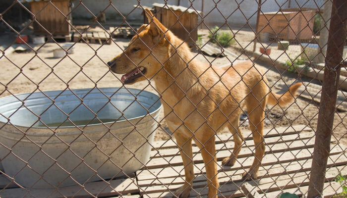 7 reasons why invisible pet fences don’t work