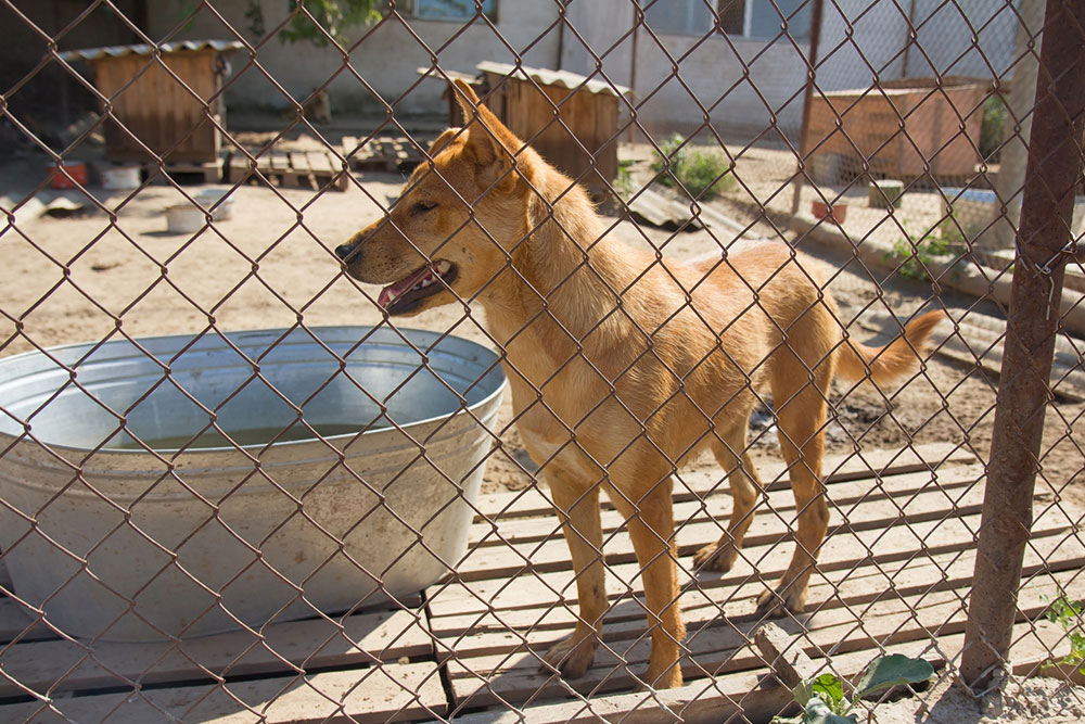 7 reasons why invisible pet fences don’t work